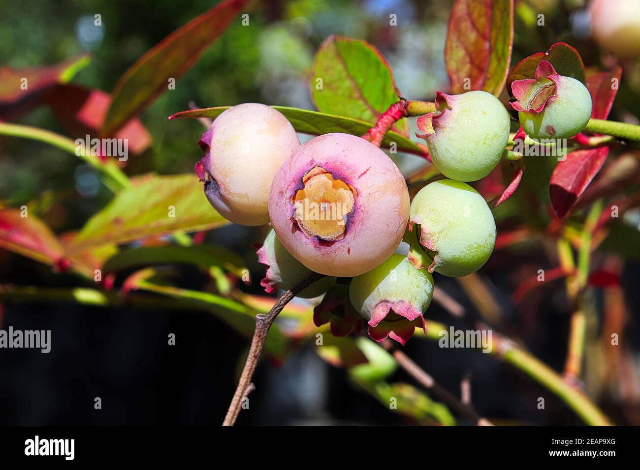 Un grappolo di mirtilli immaturi che si trasformano in rosa Foto Stock