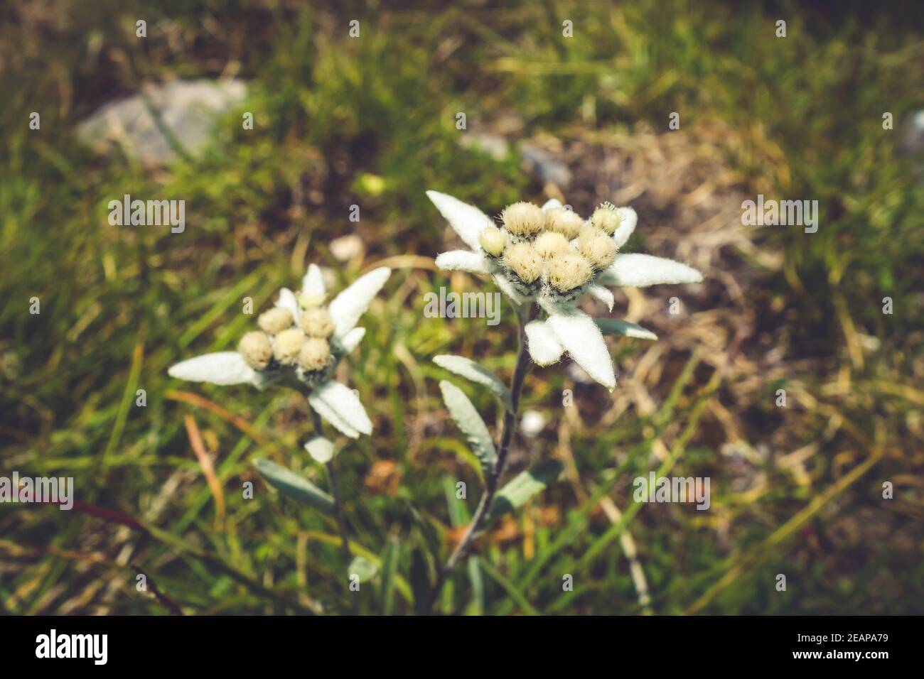 Fiori Edelweiss nel Parco Nazionale della Vanoise, Francia Foto Stock