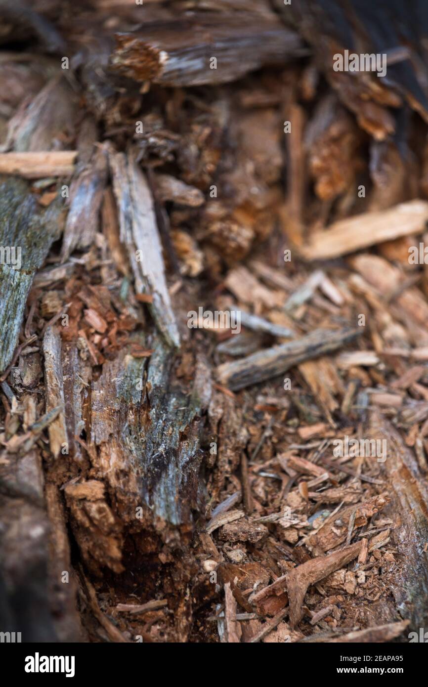 Legno di pino truciolare di fondo texture Foto Stock