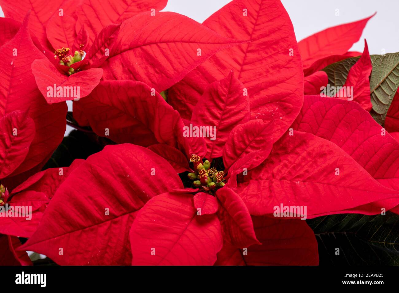 La poinsettia fiori rossi. Il fiore del Natale Foto Stock