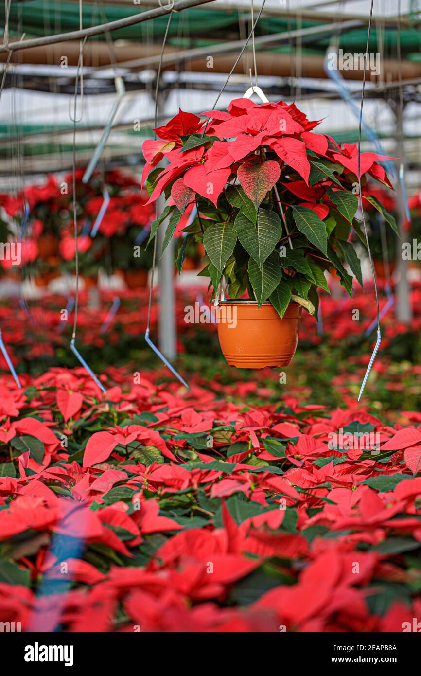 Piante di poinsettia rossa Foto Stock