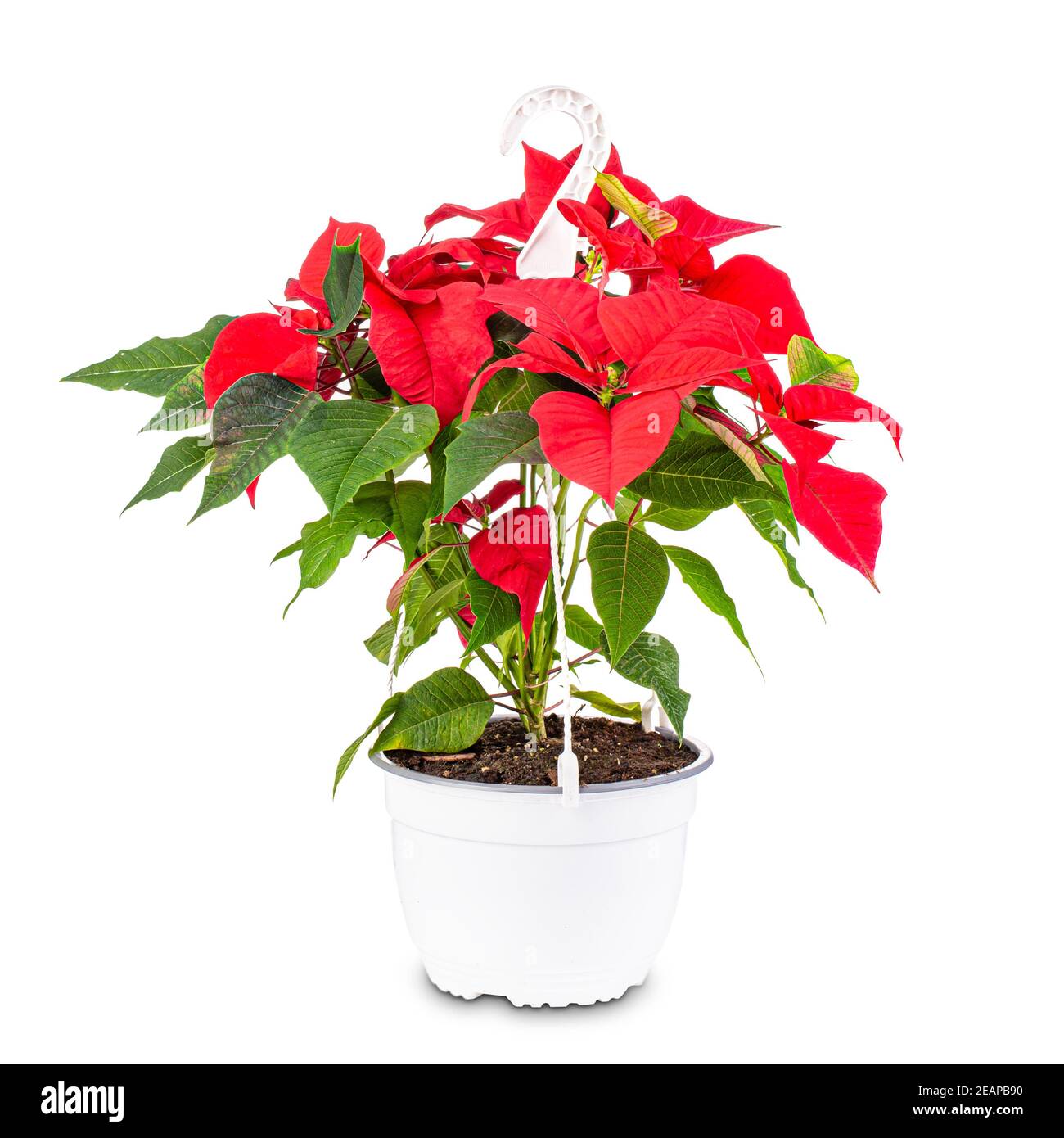 Bella puntezia rossa Foto Stock