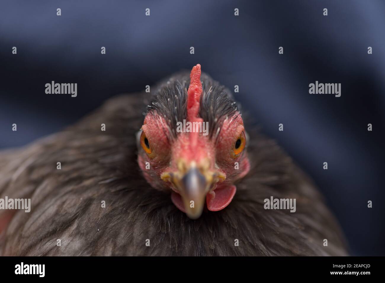 3 - occhi arancioni di un pollo grigio di pekin bantam abbagliare la fotocamera Foto Stock