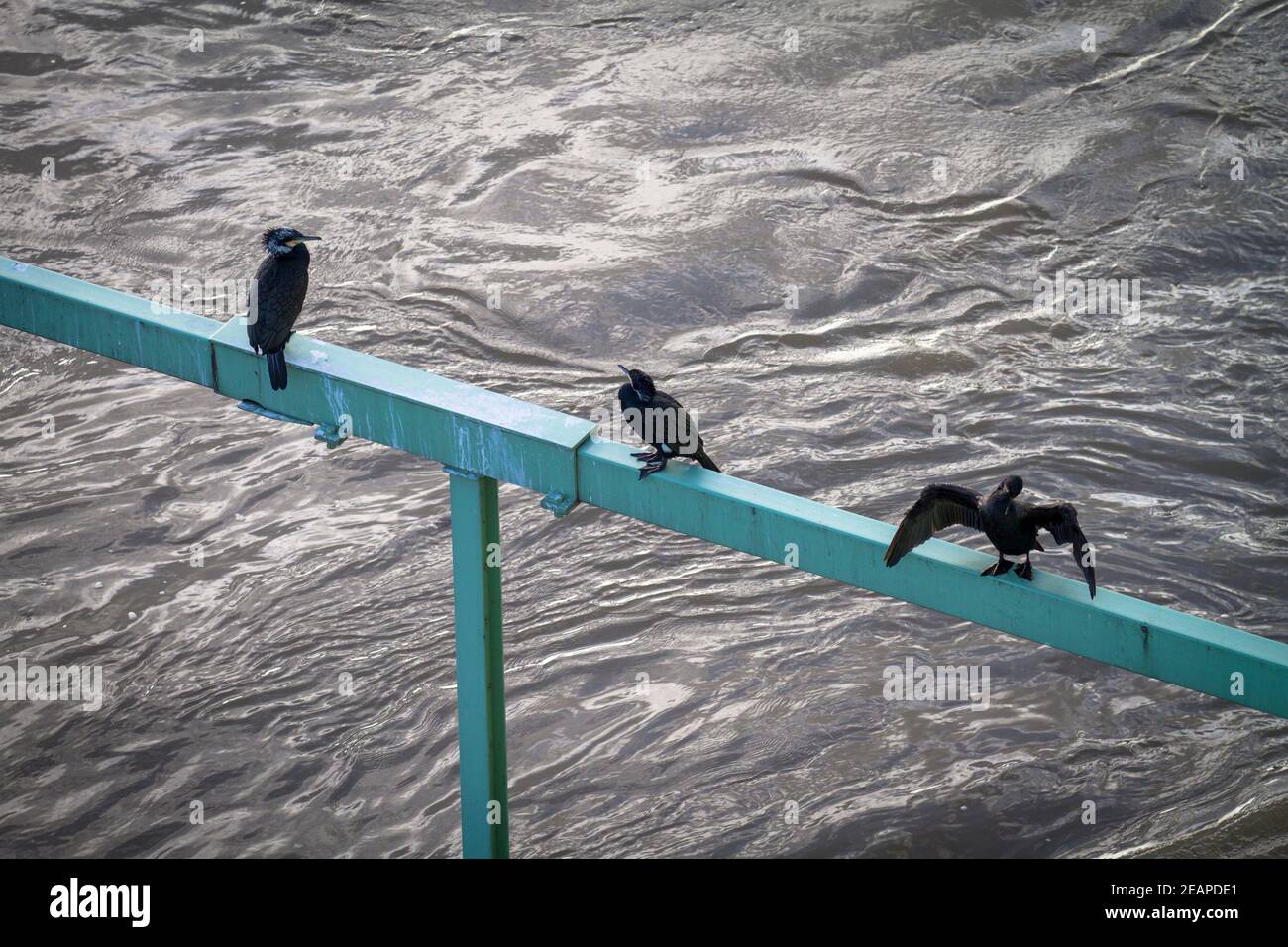 Cormorani su una staffa del ponte Severins sul Reno, Colonia, Germania Kormorane auf einem Ausleger der Severinsbruecke ueberden Rhein, Koel Foto Stock