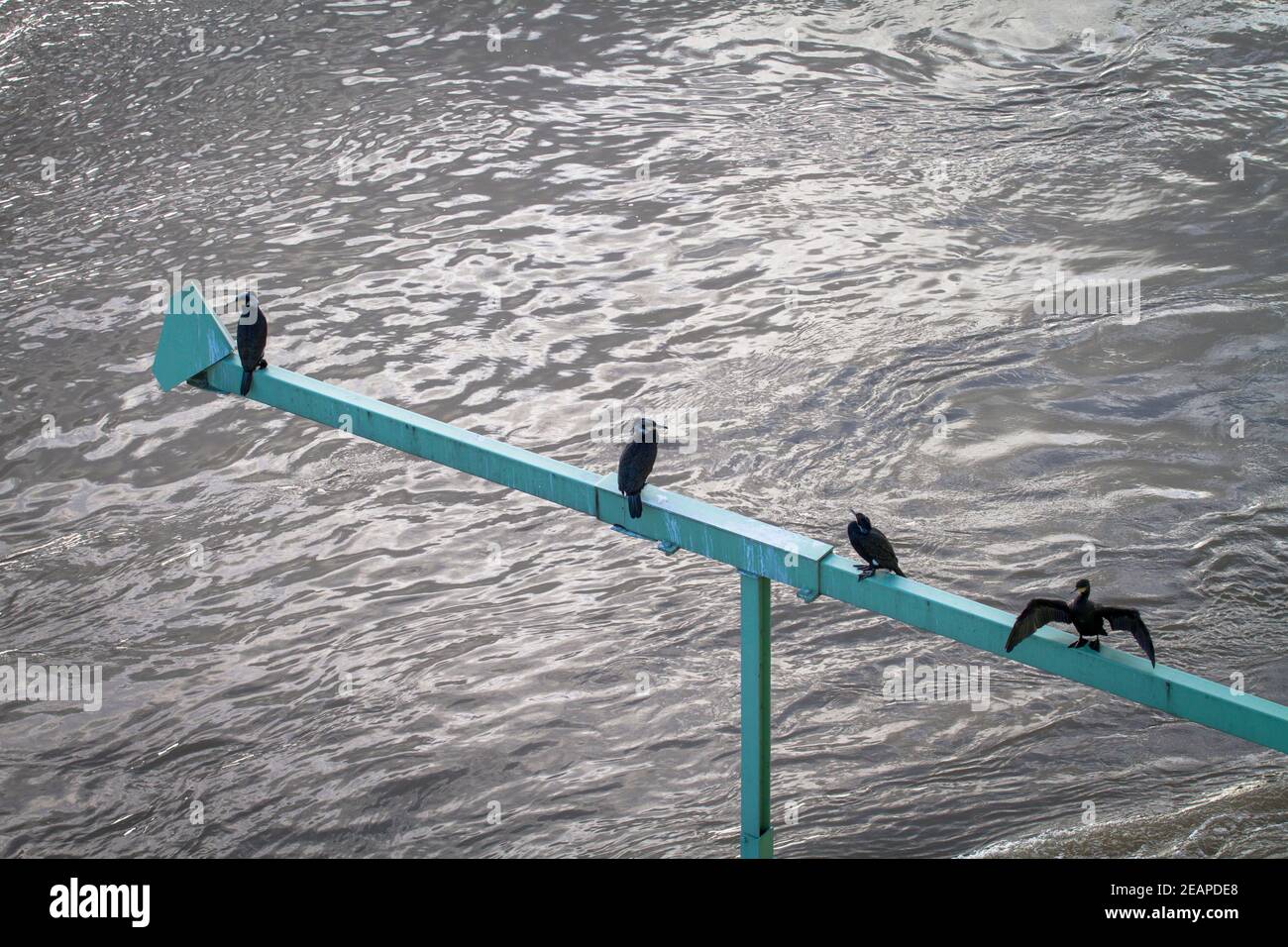 Cormorani su una staffa del ponte Severins sul Reno, Colonia, Germania Kormorane auf einem Ausleger der Severinsbruecke ueberden Rhein, Koel Foto Stock