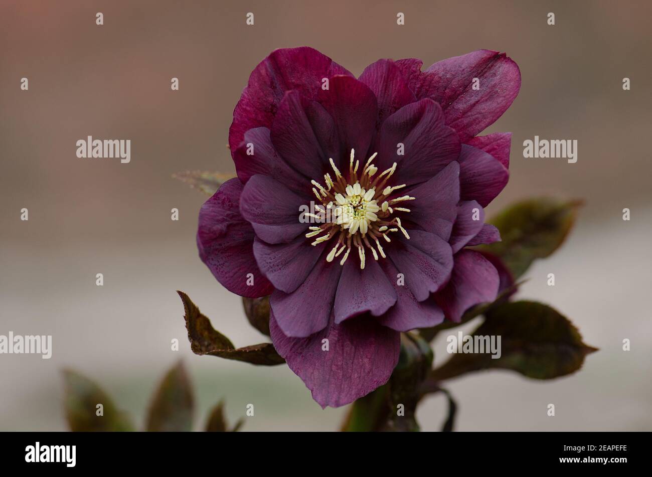 Hellebore piantando nel giardino in semi ombra. Natale Rose o Lenten Rose o neve Rose blooms.How per crescere hellebores. Foto Stock