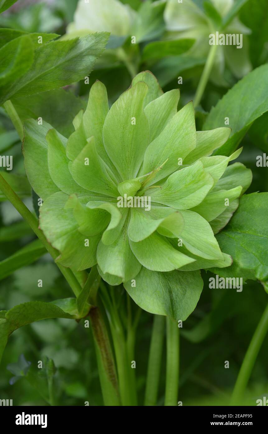 Fiori primaverili gialli di rosa quaresimale immagini e fotografie stock ad  alta risoluzione - Alamy