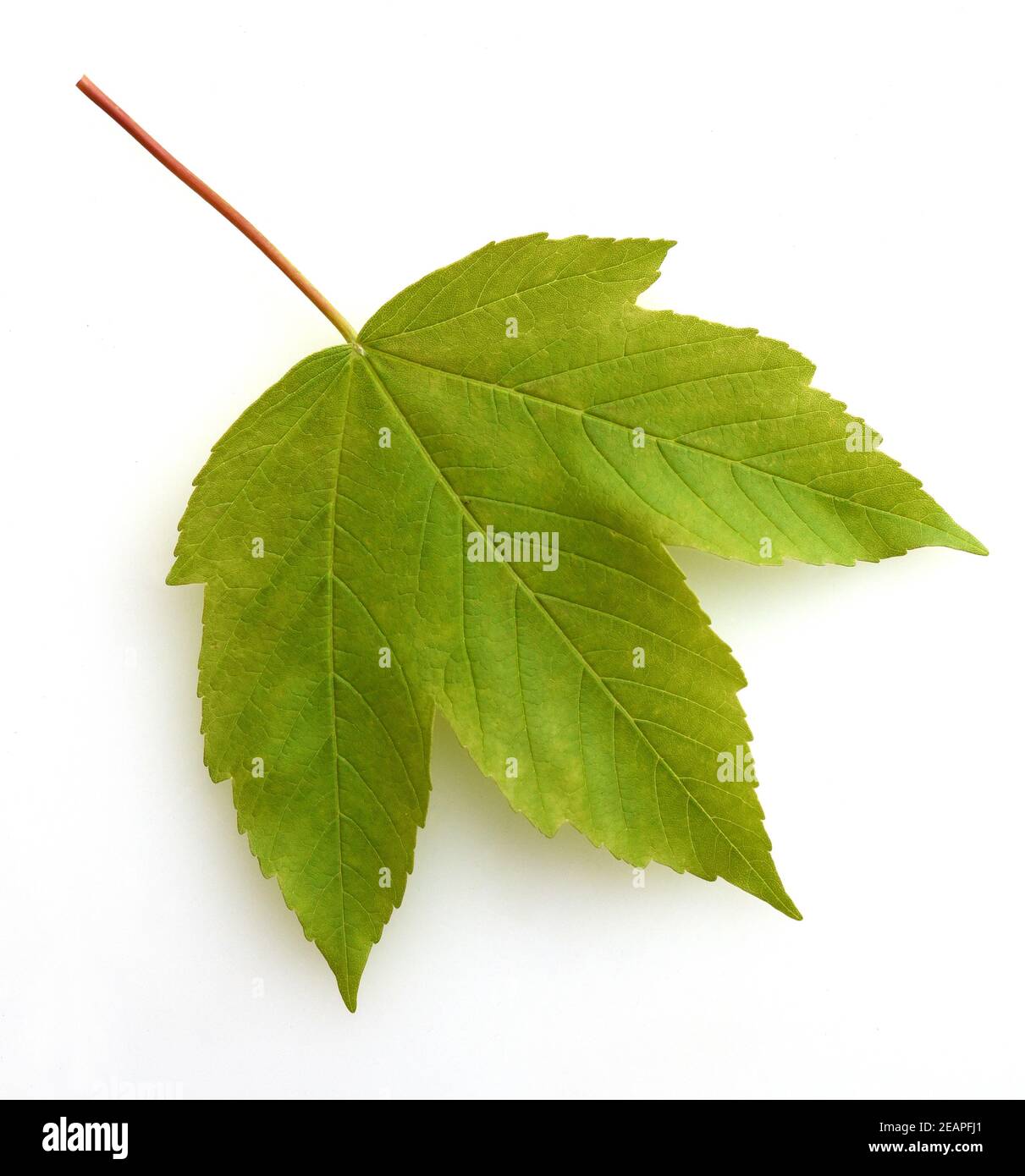 Bergahorn, Acer pseudoplatanus Foto Stock