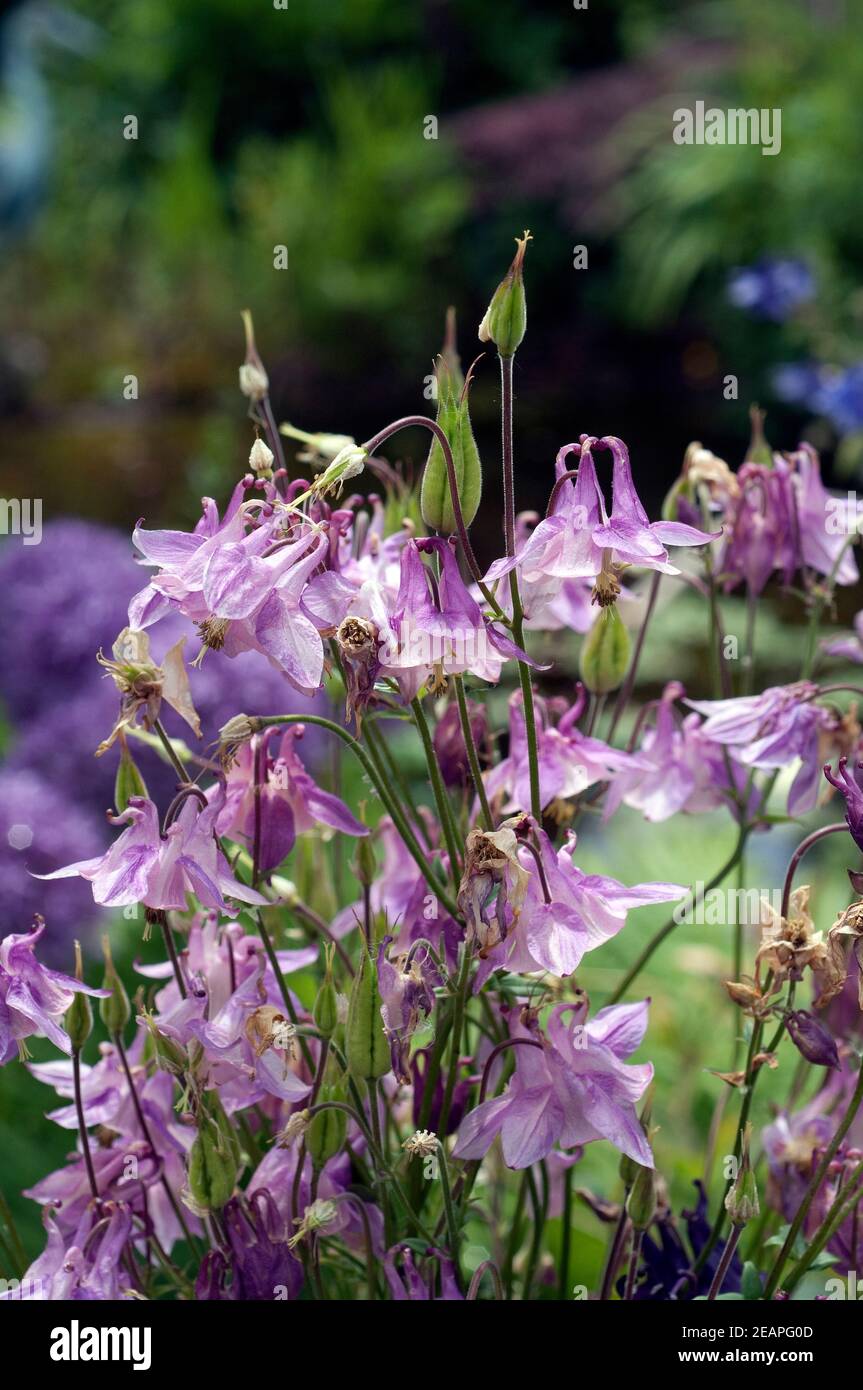 Akelei, Aquilegia, vulgaris Foto Stock