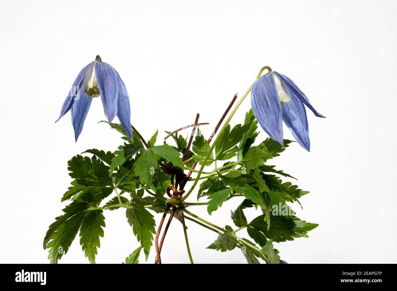 Alpen Clematis, Clematis alpina Foto Stock