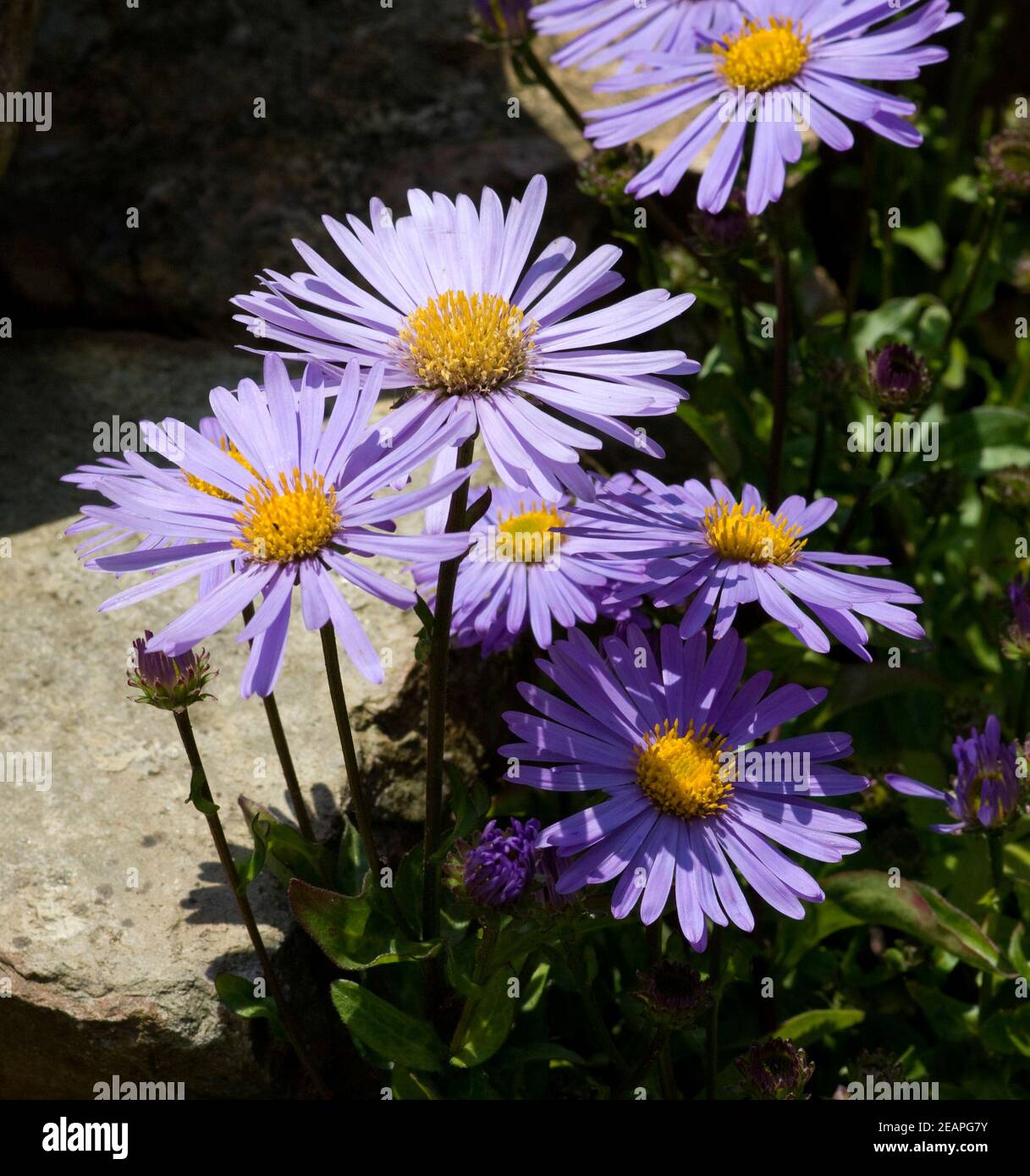 Alpenaster, Astro, alpinus Foto Stock