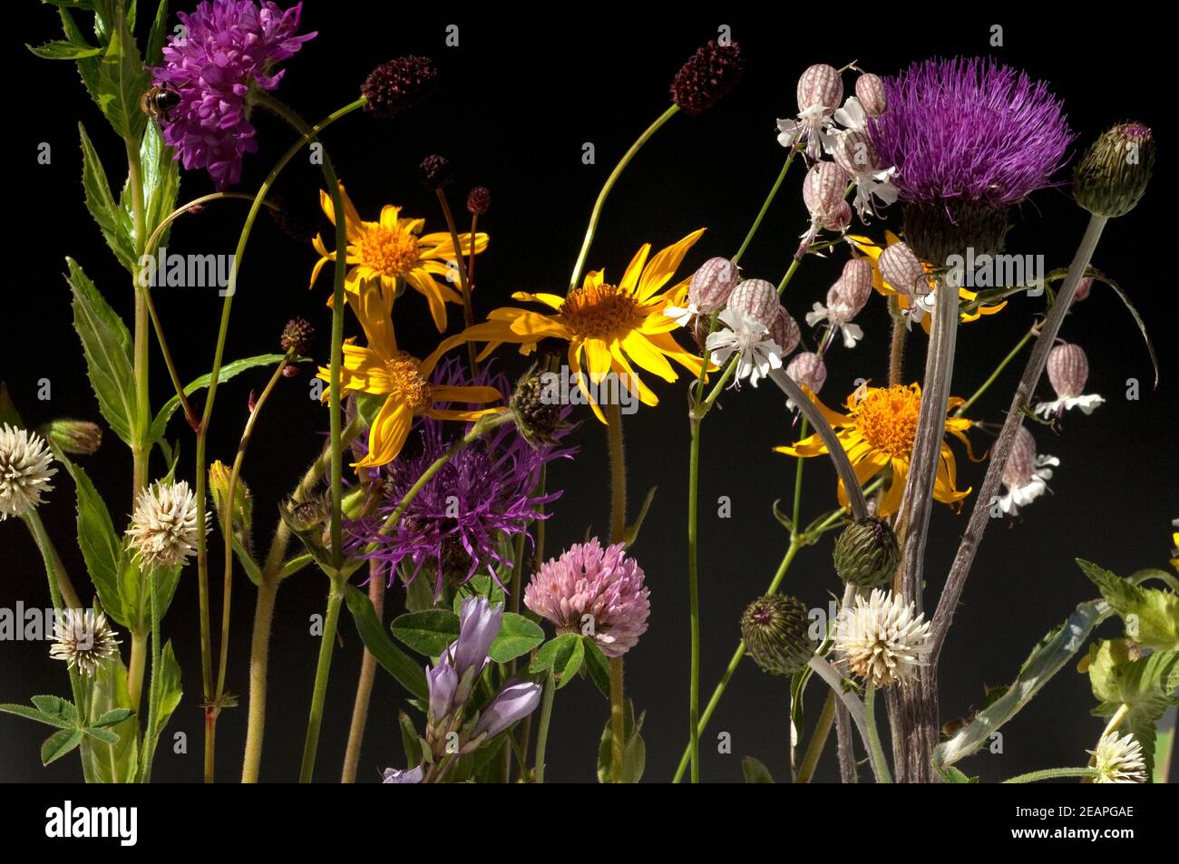 Alpenblumen, Blumenwiese Foto Stock
