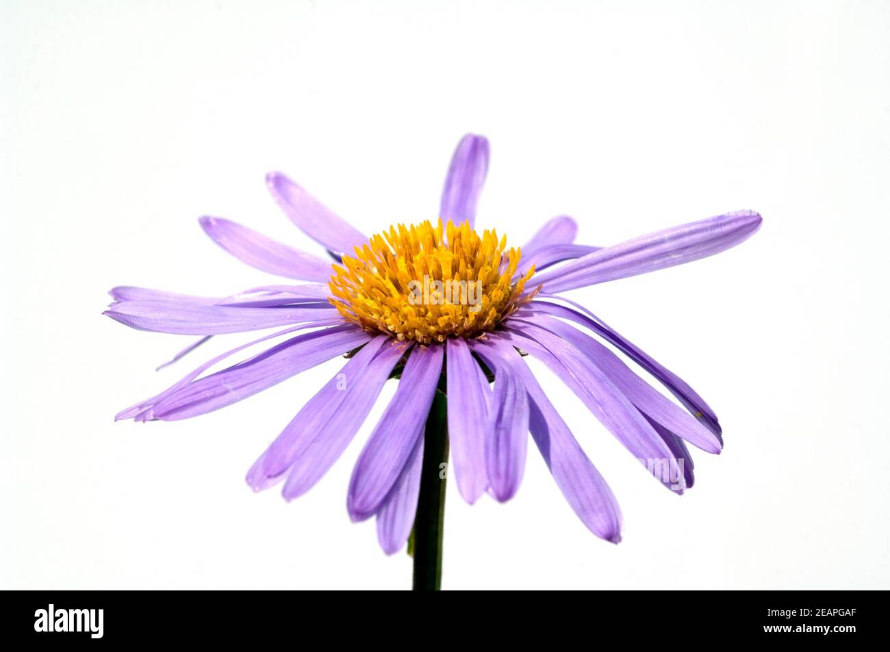 Alpenaster, Aster alpinus Foto Stock