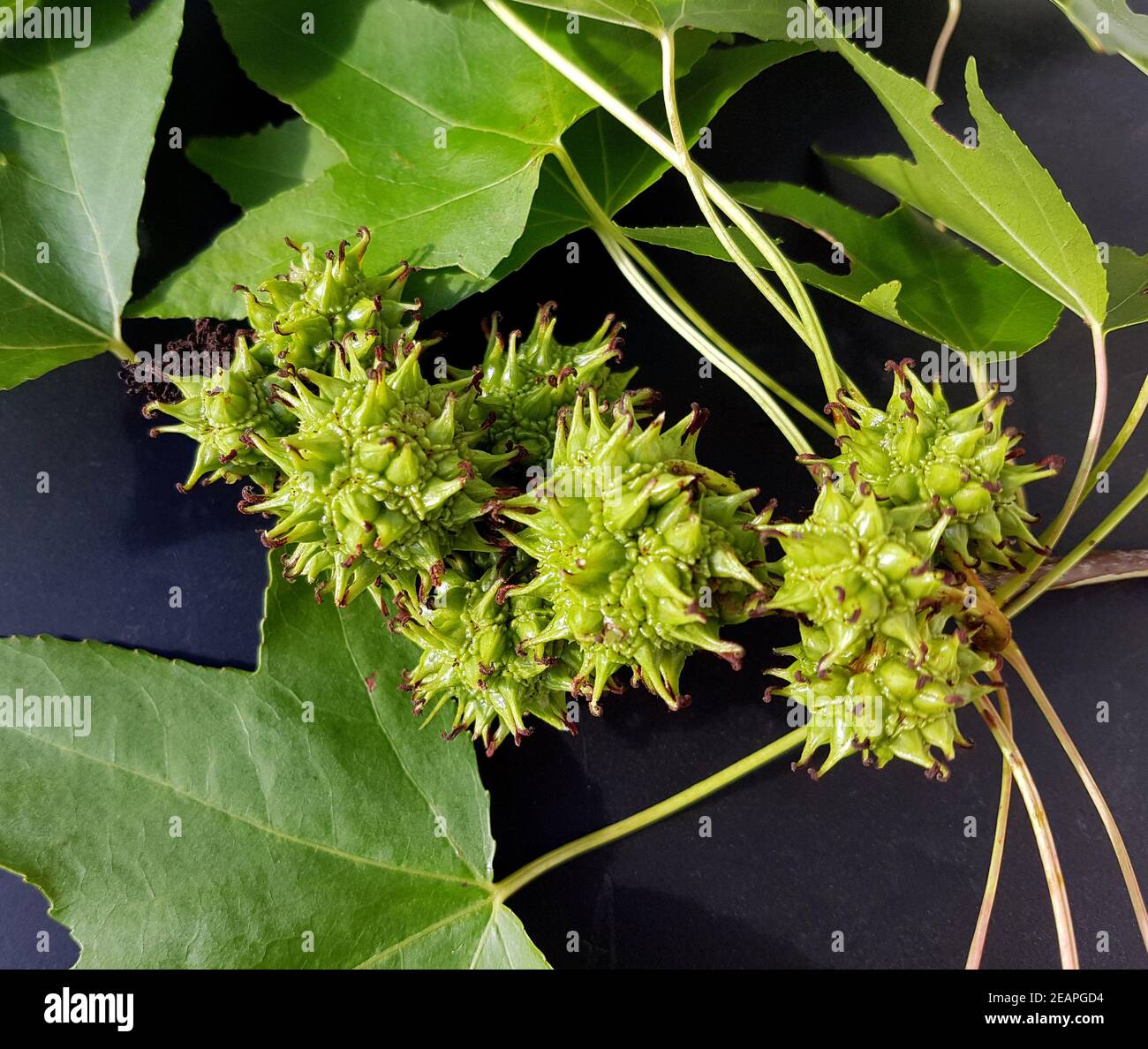 Ambeerbaum Frucht, Liquidambar styraciflua Foto Stock
