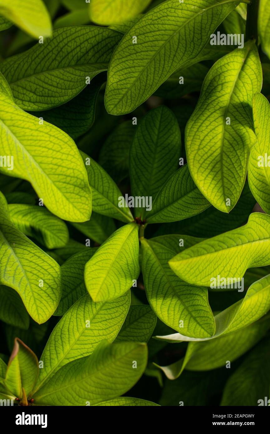 Il verde delle foglie di una pianta Foto Stock