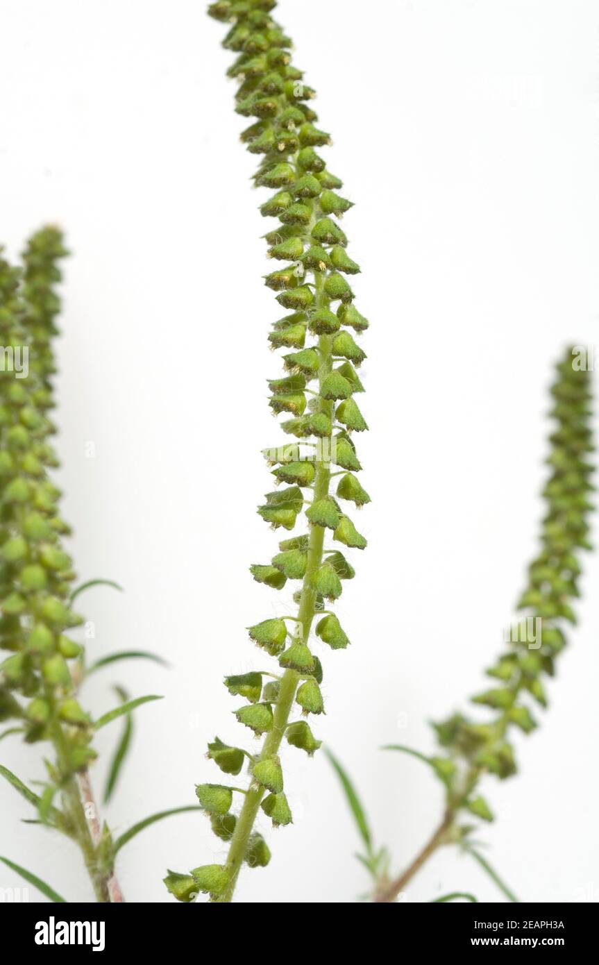 Ambrosiabluete Foto Stock