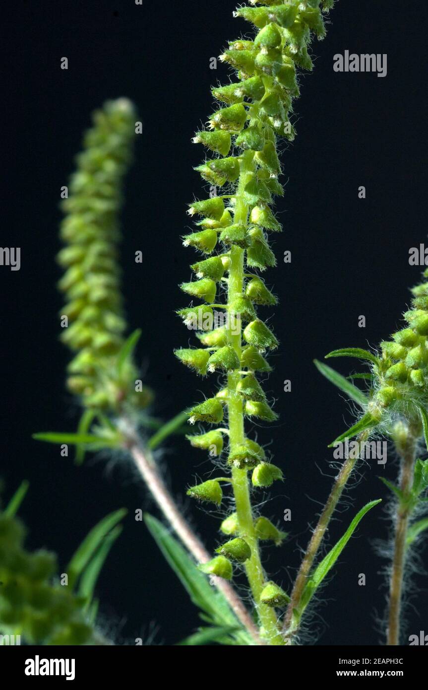 Ambrosiabluete Foto Stock