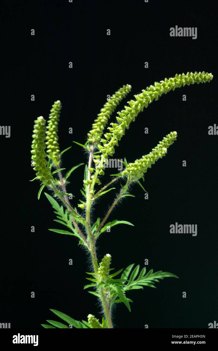 Ambrosiabluete Foto Stock