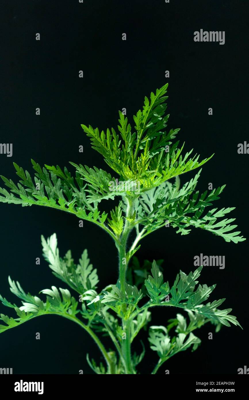 Ambrosia, Ambrosia artemisifolia Foto Stock