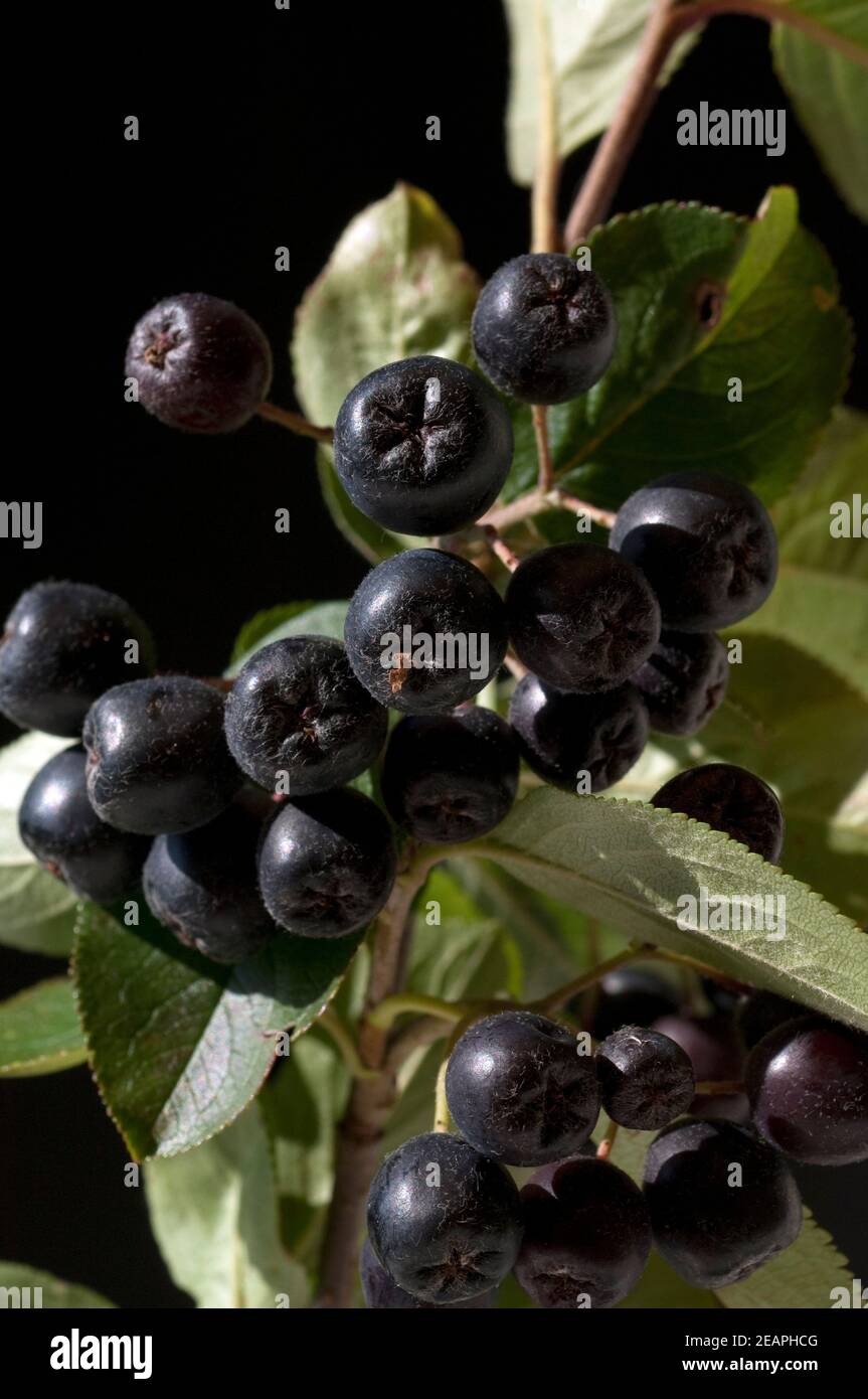 Apfelbeere; Aronia; Schwarze; Foto Stock