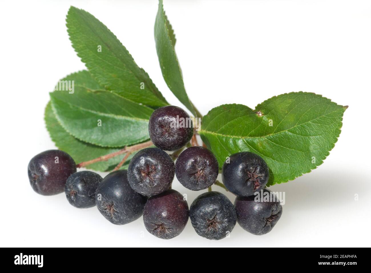 Apfelbeere; Aronia; Schwarze; Foto Stock