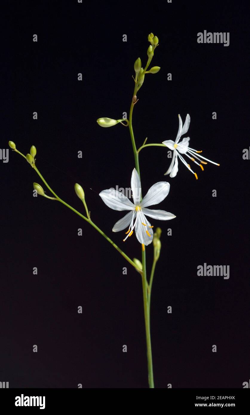 Astlose Graslilie, Anthericum liliago Foto Stock