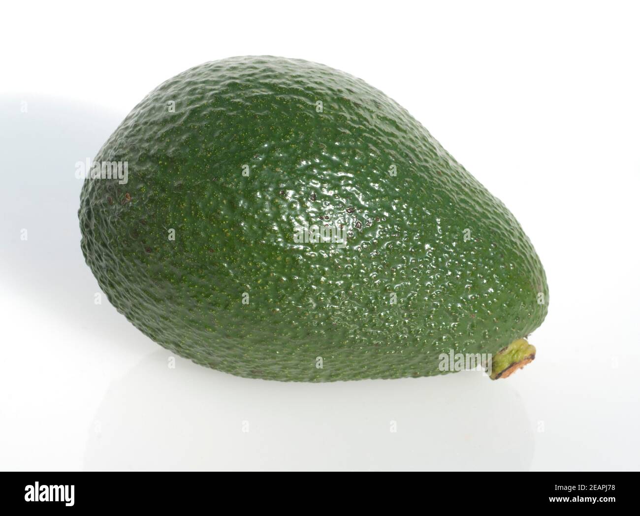 Avocado, Persea americana Foto Stock