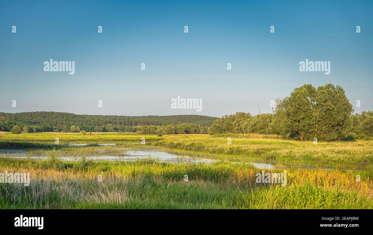 Zone umide e laghetto suonati dalla foresta al tramonto estivo Foto Stock