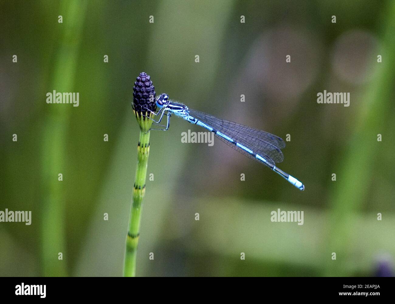 Azurjungfern Hufeisen-Azurjungfer Coenagrion, puella Foto Stock