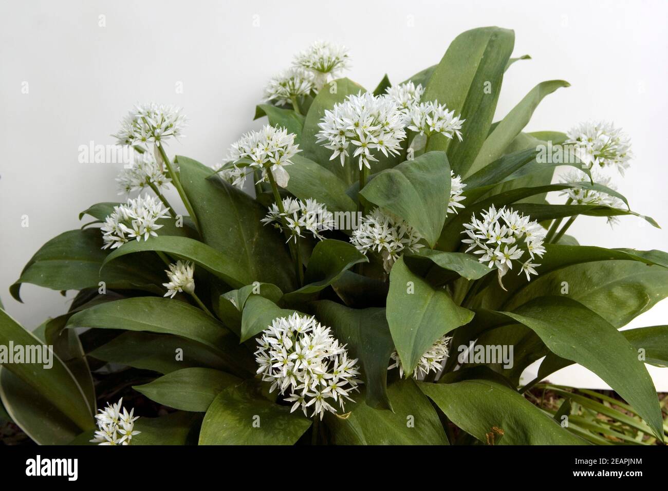 Baerlauch Allium ursinum Foto Stock