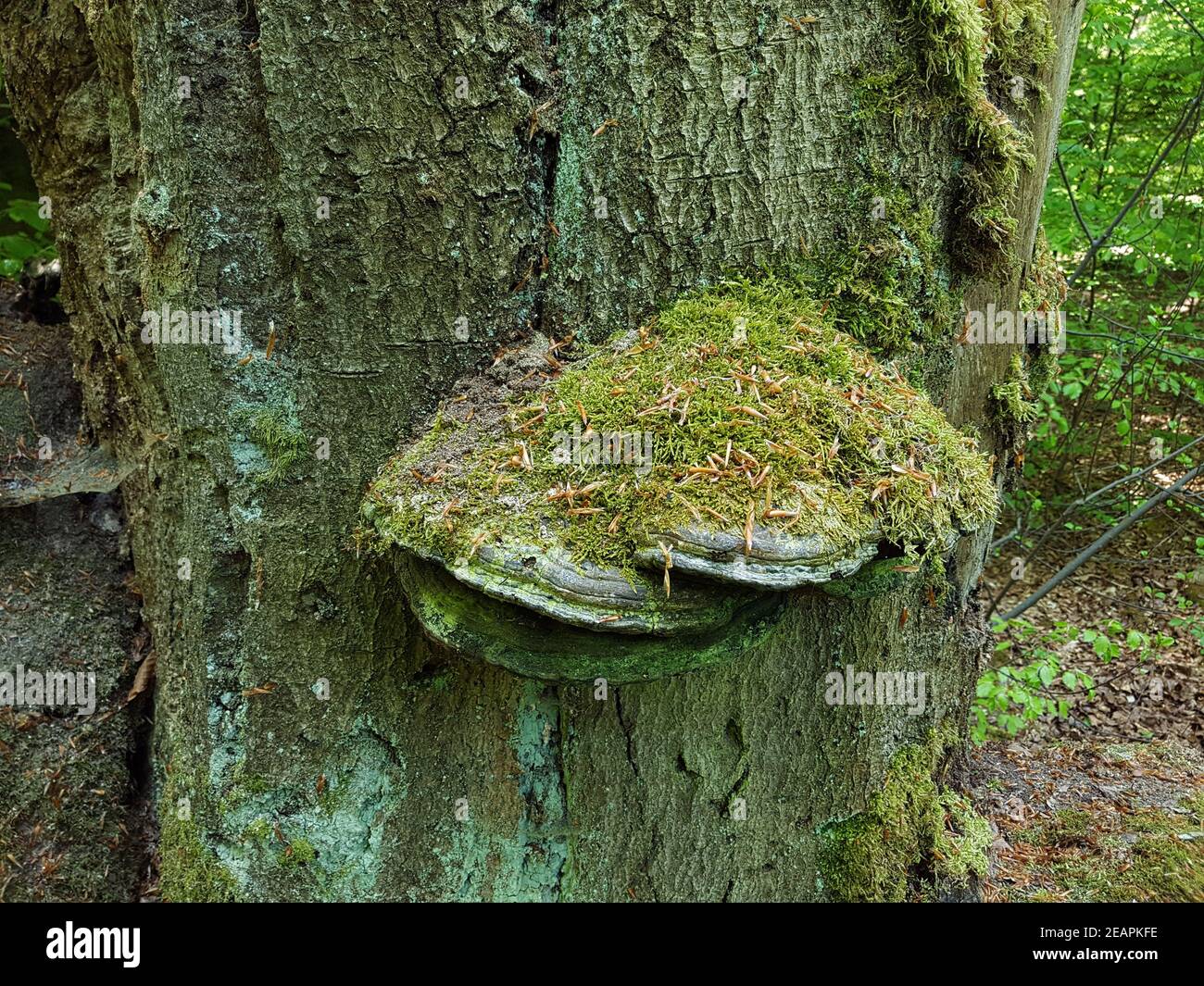 Urwald, Baumriesen, Baumpilze Foto Stock