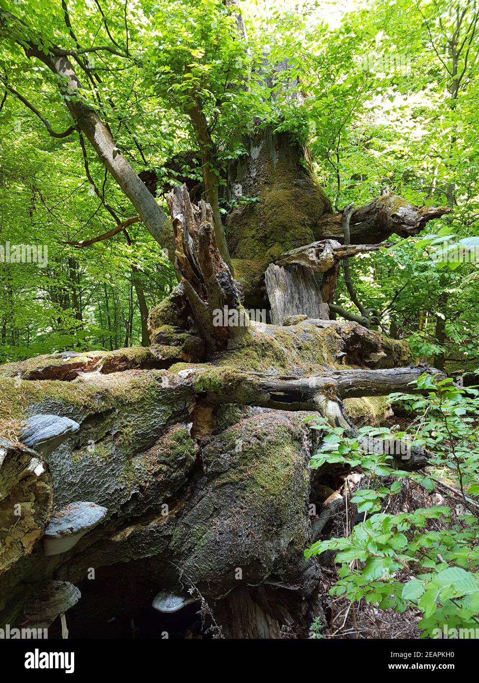 Urwald, Baumriesen, Baumpilze Foto Stock