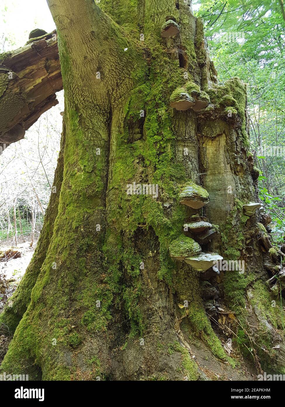 Urwald, Baumriesen, Baumpilze Foto Stock