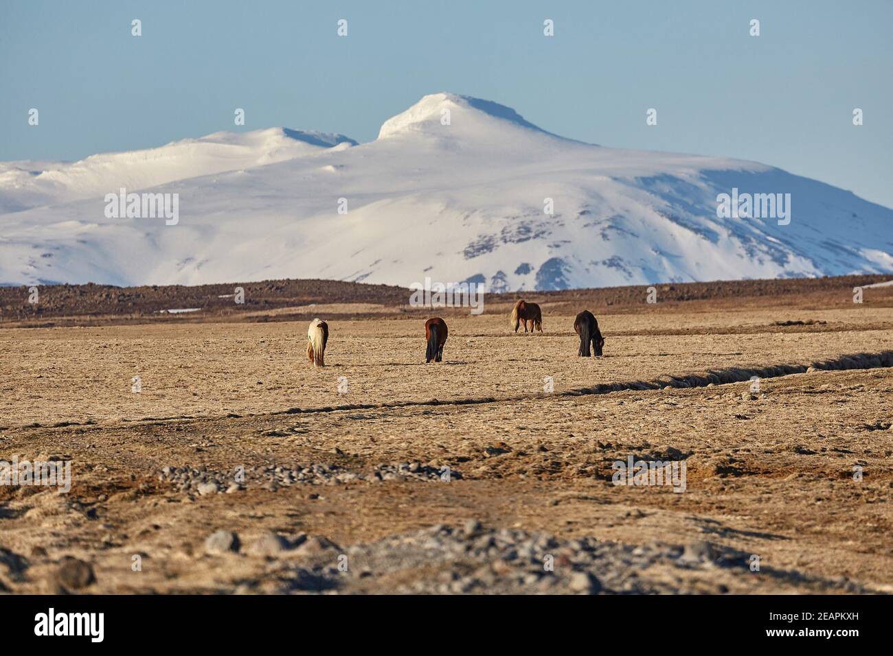 Cavallo al pascolo in Islanda Foto Stock