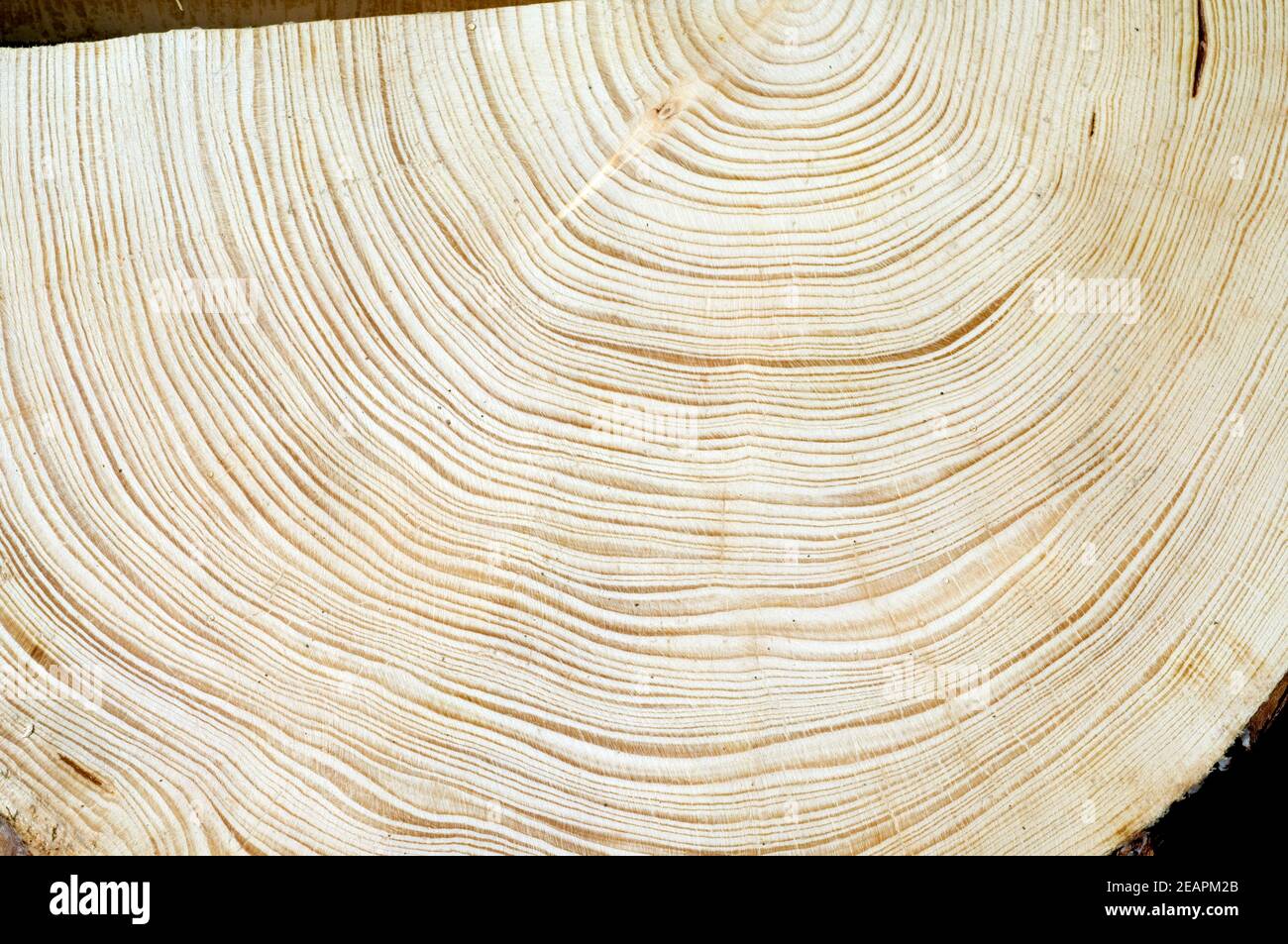 Jahresringe Fichte Picea abies Rottanne Jahrring Holzring Foto Stock