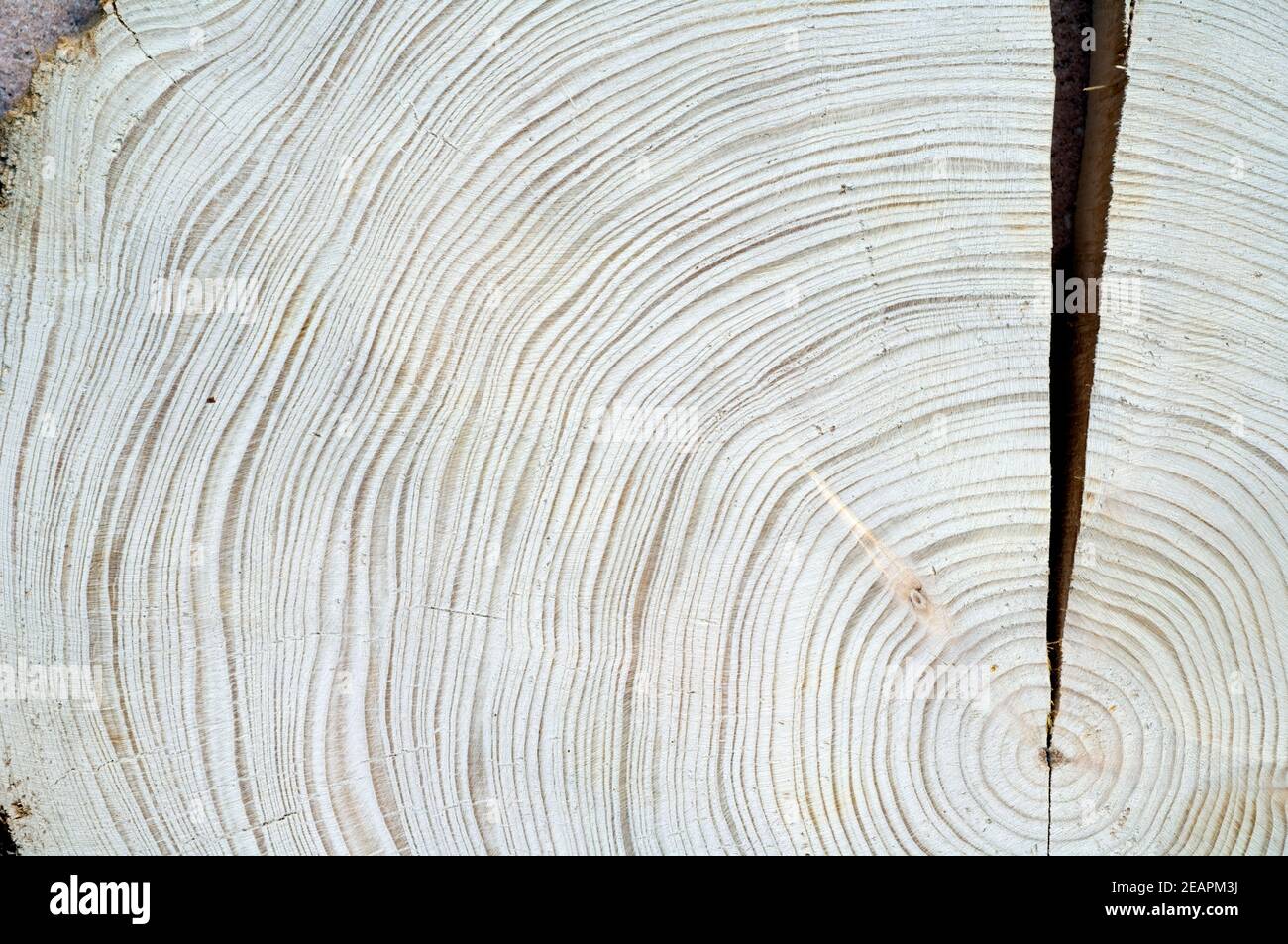Jahresringe Fichte Picea abies Rottanne Jahrring Holzring Foto Stock