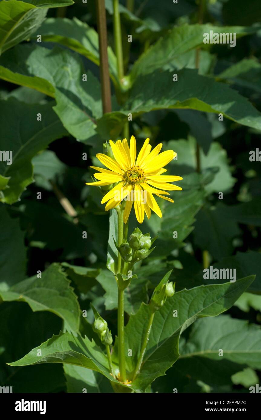 Becherpflanze, Silphium perfoliatum Foto Stock