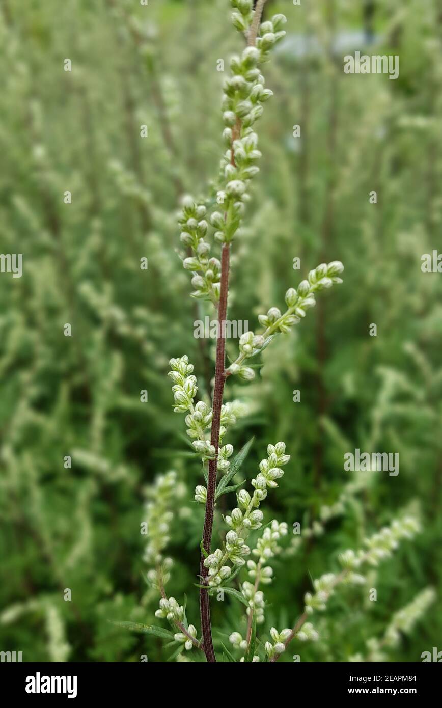 Beifuss Artemisia vulgaris, Heilpflanze Foto Stock
