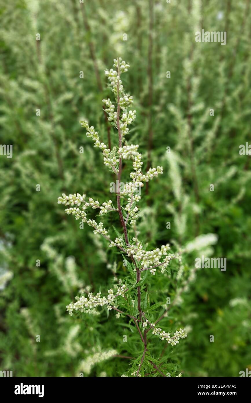 Beifuss Artemisia vulgaris, Heilpflanze Foto Stock