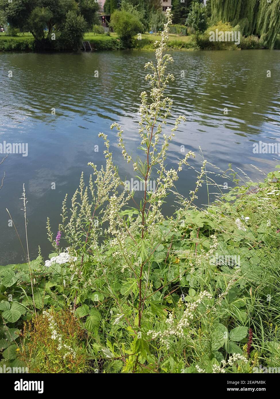 Beifuss Artemisia vulgaris Heilpflanze Foto Stock