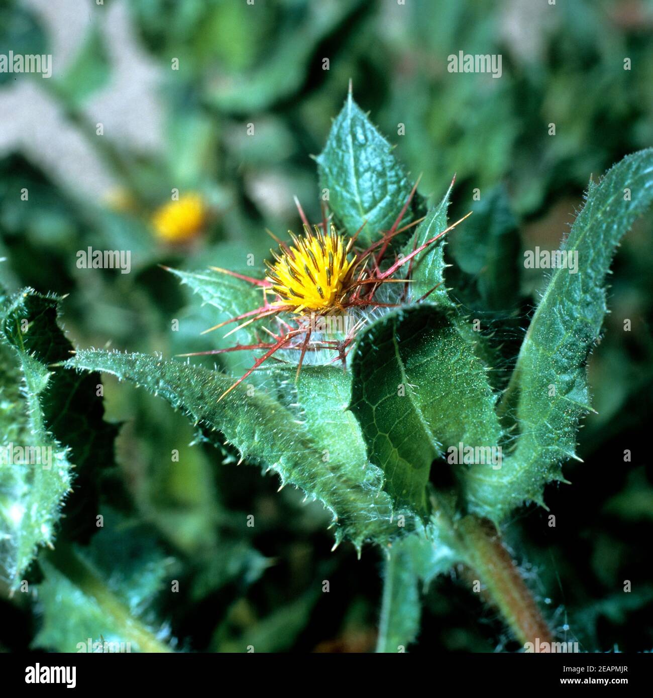 Benediktenkraut Cnicus Benedictus Foto Stock