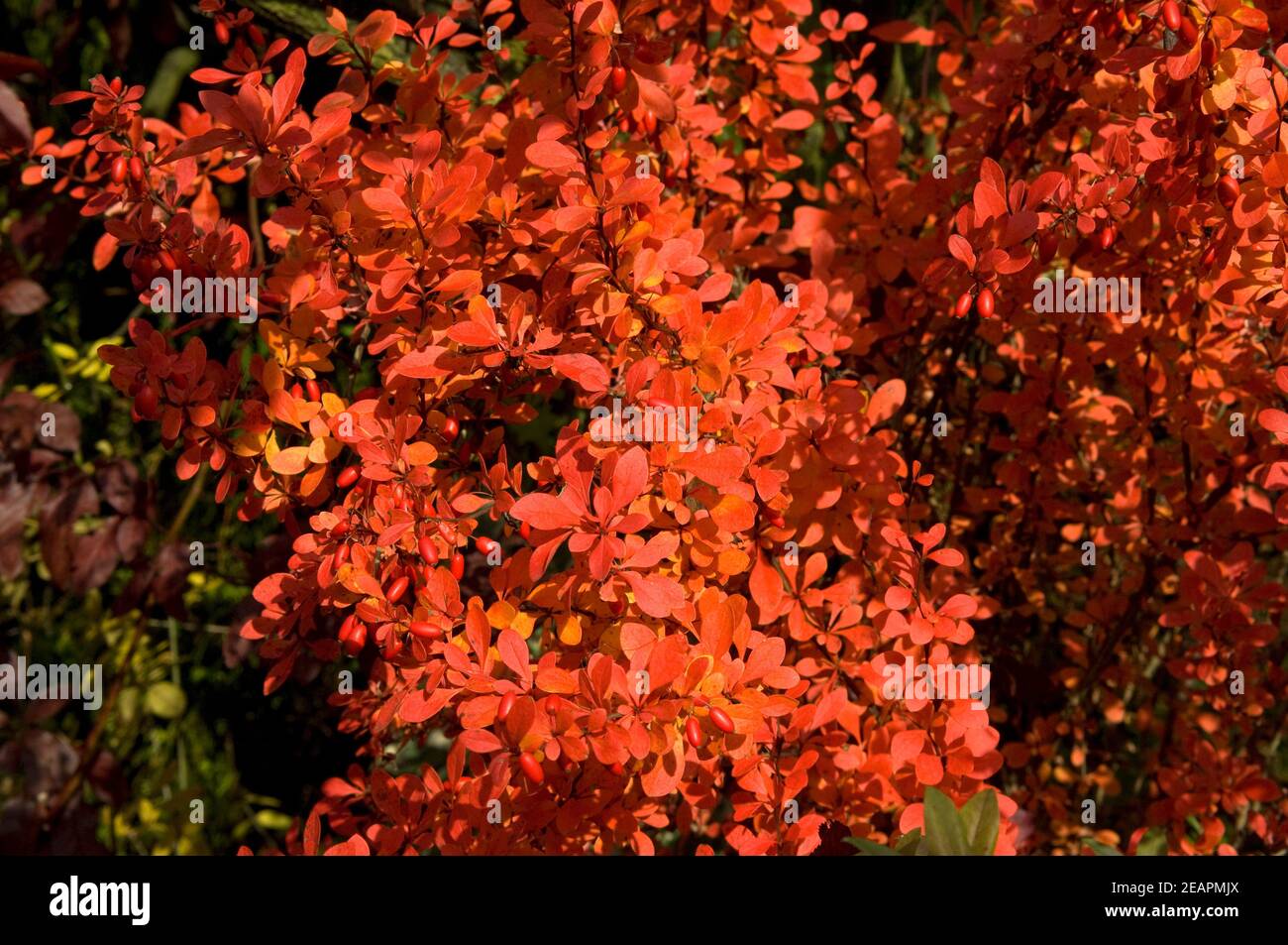 Berberitze, Herbst Foto Stock