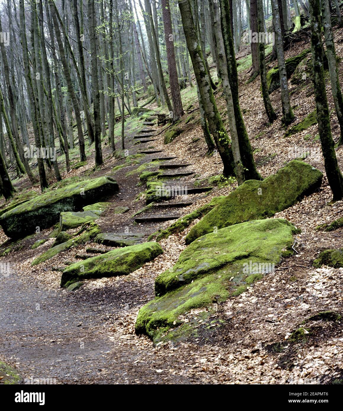 Bergpfad Foto Stock