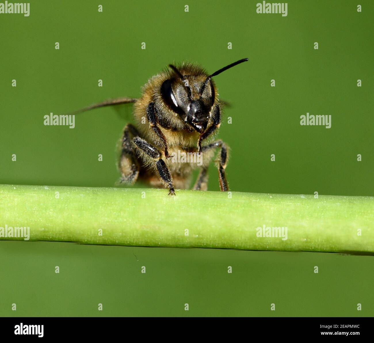 Biene, Pollenhoeschen, Apis mellifera, Foto Stock
