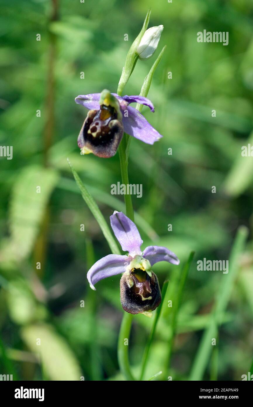 Bienen-Ragwurz, Ophrys apifera, Orchidee Foto Stock