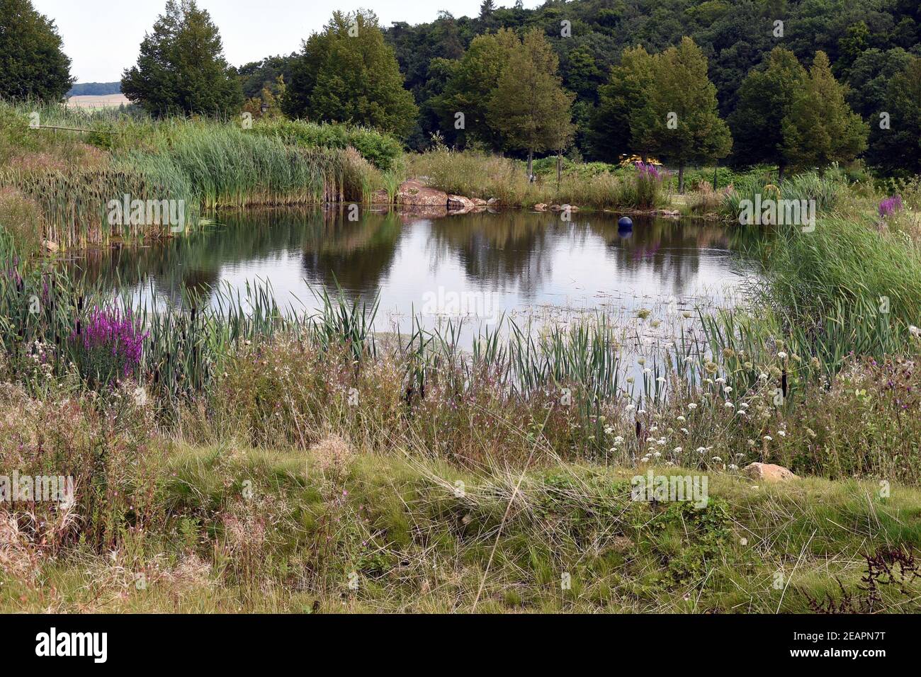 Biotop moor immagini e fotografie stock ad alta risoluzione Alamy
