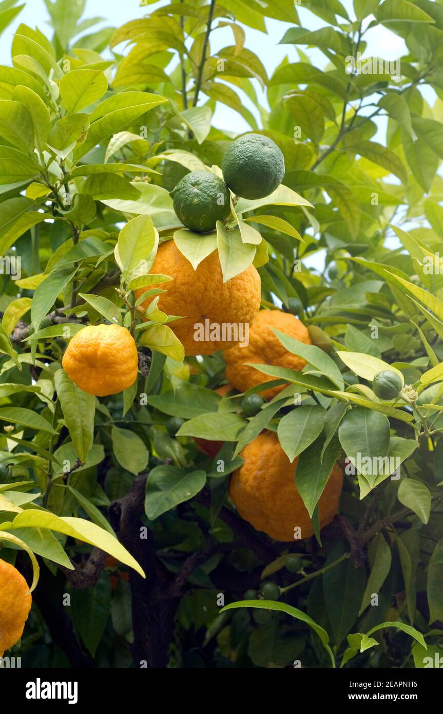 Bitterorange, Pomeranze, Citrus aurantium Foto Stock