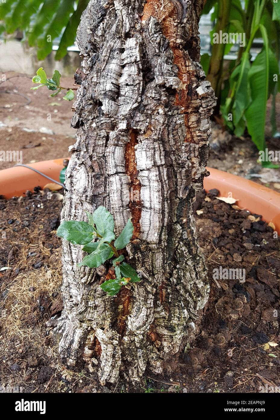 Korkeiche Quercus suber Foto Stock