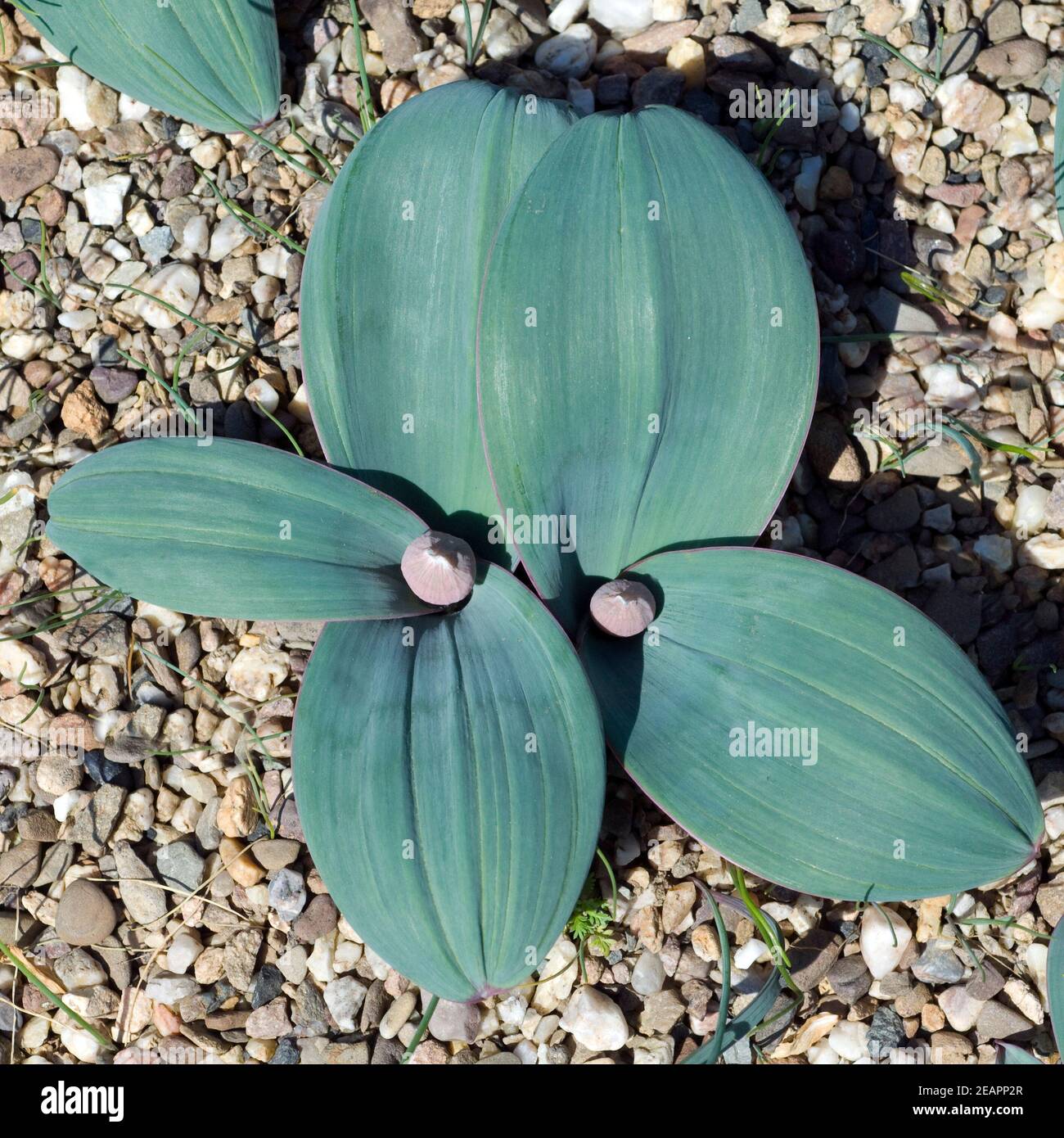 Blauzungen-Lauch Allium carataviense Foto Stock