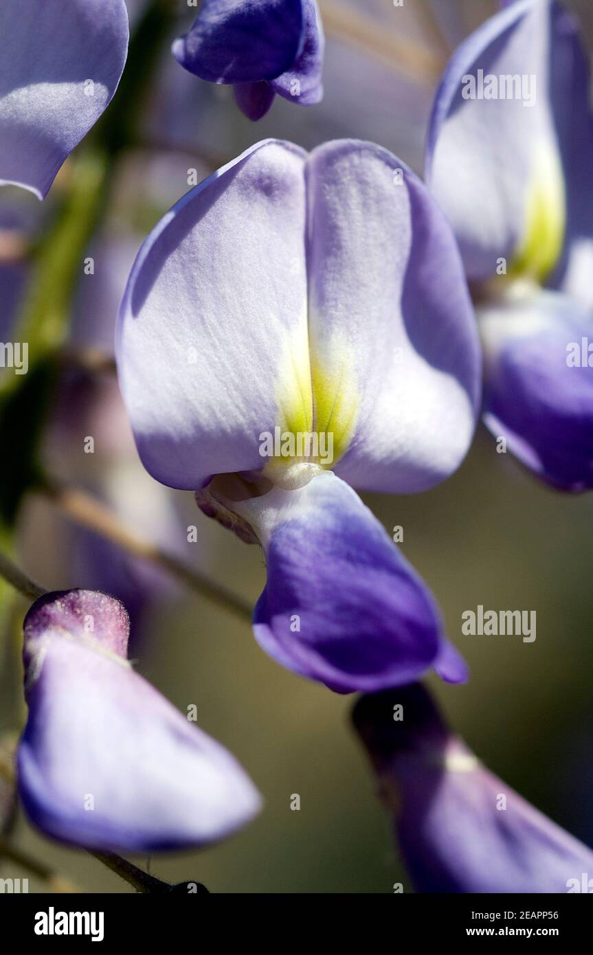 Blauregenbluete Foto Stock